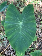 Colocasia
