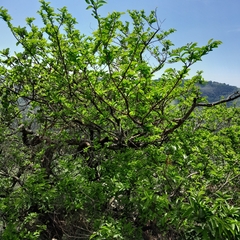 Antidesma venosum