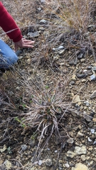 Dichanthelium depauperatum