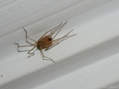 Cithaeron praedonius