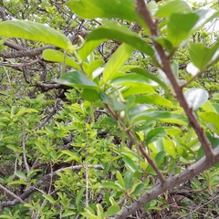 Antidesma venosum