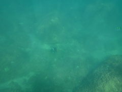 Holacanthus passer