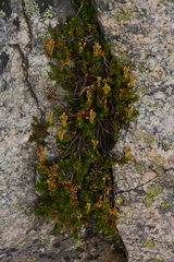 Phyllodoce glanduliflora