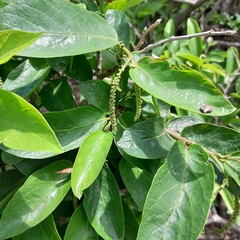 Antidesma venosum