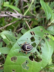 Brachystethus rubromaculatus