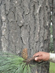 Pinus engelmannii