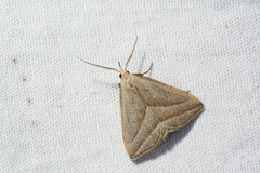 Macrochilo absorptalis