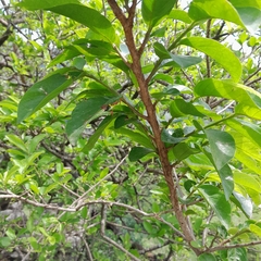 Antidesma venosum