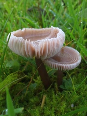 Mycena pura