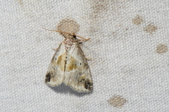 Maliattha synochitis