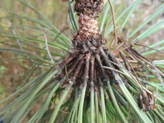 Pinus engelmannii