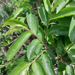 Antidesma venosum