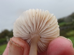Mycena pura