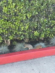 Sciurus niger