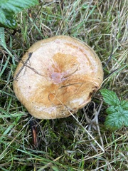 Paxillus