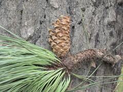 Pinus engelmannii