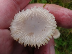Mycena pura
