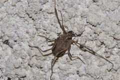 Odiellus troguloides