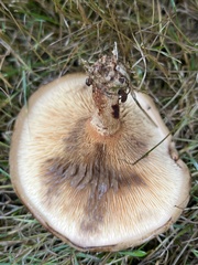 Paxillus