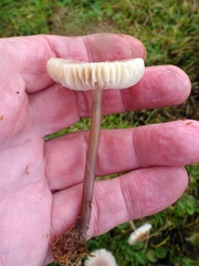 Mycena pura