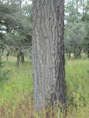 Pinus engelmannii