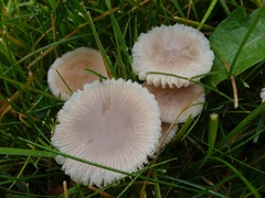 Mycena pura