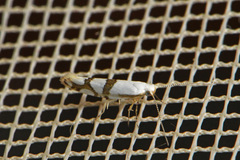 Argyresthia oreasella
