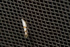 Argyresthia oreasella