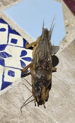 Gryllotalpa