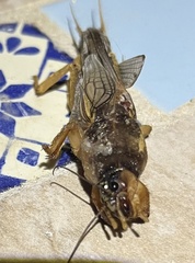 Gryllotalpa
