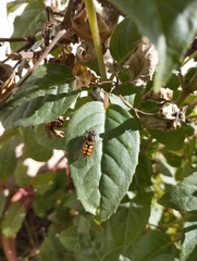 Syrphus octomaculatus
