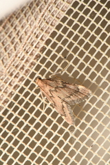 Hypsopygia intermedialis