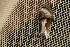 Chrysanympha formosa