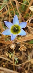 Ixia monadelpha