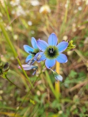 Ixia monadelpha