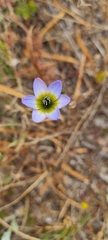 Ixia monadelpha
