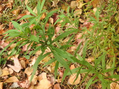 Phytomyza albiceps group