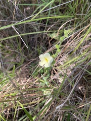 Centranthera cochinchinensis