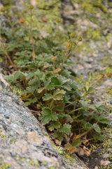 Potentilla × villosula