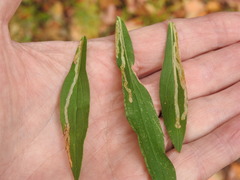 Phytomyza albiceps group