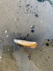 Ensis