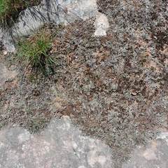 Selaginella dregei