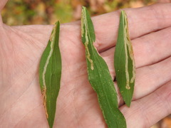 Phytomyza albiceps group