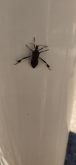 Leptoglossus oppositus