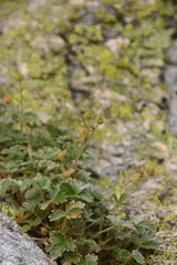 Potentilla × villosula