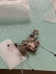 Lacinipolia implicata