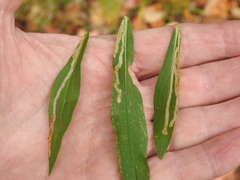 Phytomyza albiceps group