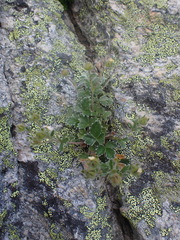 Potentilla × villosula