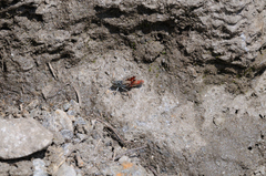 Chorthippus cialancensis