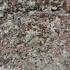 Selaginella dregei